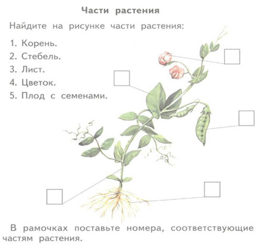 . Группы растений, органы растений и их функции