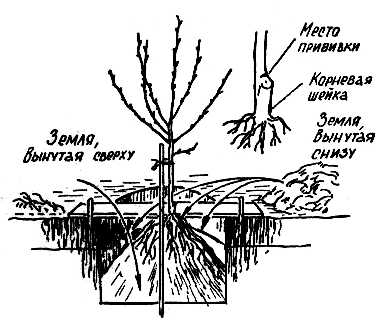 Методическая разработка урока по технологии посадка деревьев