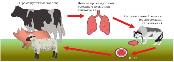 Поурочный план по биологии Корень - орган минерального питания 6 класс