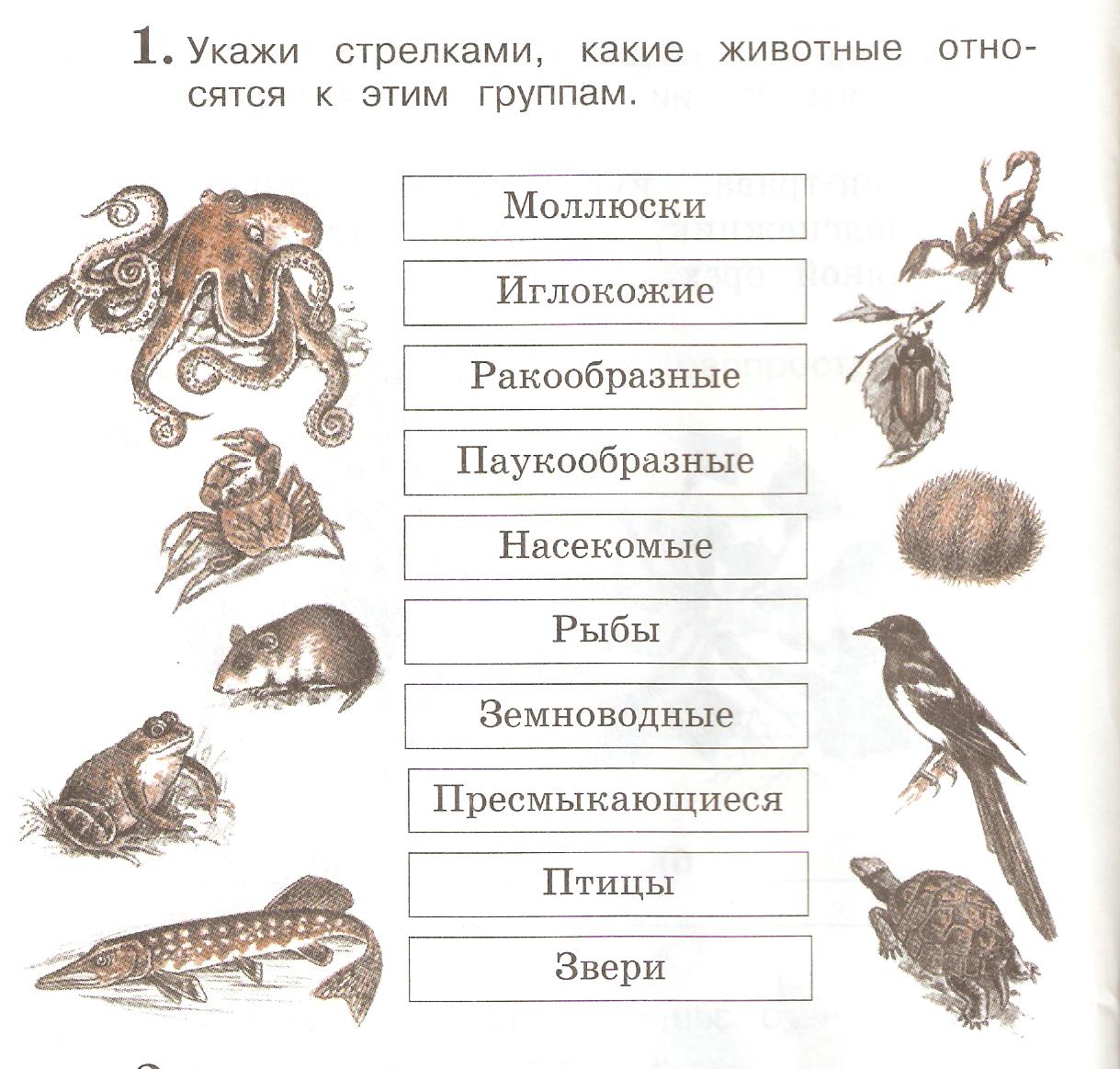 Тест по окружающему миру Растения и животные УМК Школа России