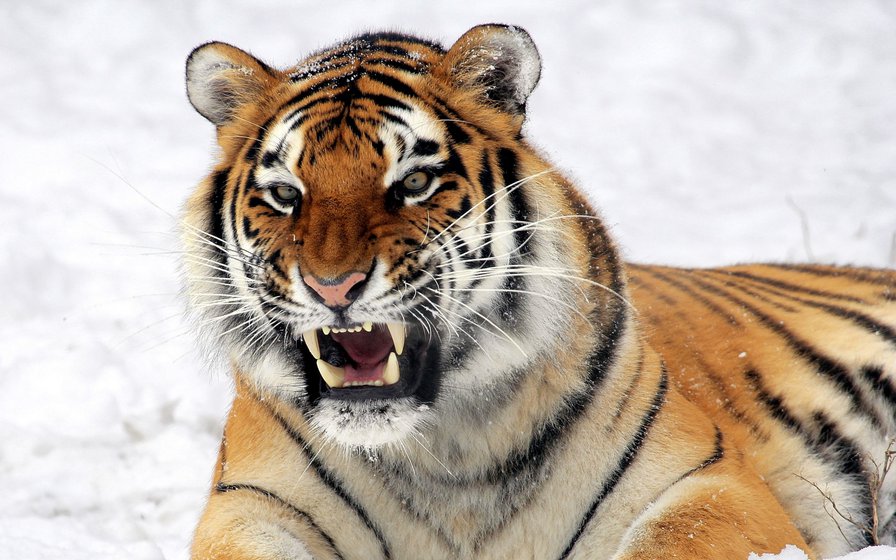 УЧЕБНО-ИССЛЕДОВАТЕЛЬСКИЙ ПРОЕКТ Зачем тигру полоски