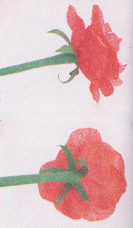 Мастер - класс по декоративно- прикладному исскуству на тему Роза царица цветов