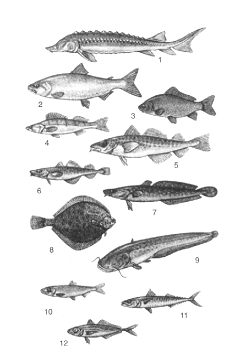 Краткосрочное планирование уроков по теме Рыбы. Биология 7 класс