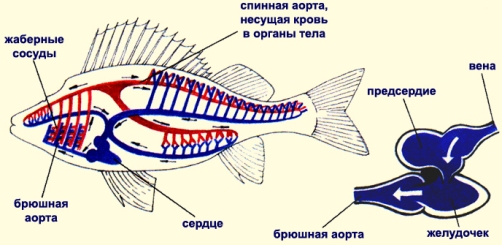Краткосрочное планирование уроков по теме Рыбы. Биология 7 класс