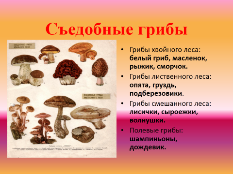 Конспект внеклассного мероприятия Царство грибов
