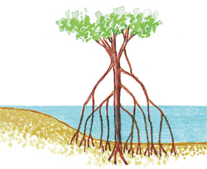 Методическая разработка по биологии на тему Видоизменения корней и условия их произрастания