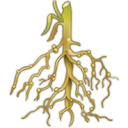 Методическая разработка по биологии на тему Видоизменения корней и условия их произрастания