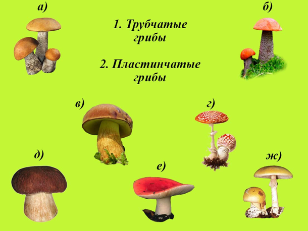 Шампиньон трубчатый или пластинчатый гриб. Название грибов в алфавитном. Грибы по порядку алфавита. Грибы в алфавитном порядке. Грибы в порядке возрастания.