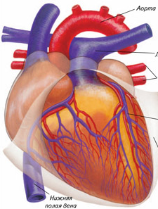 Тестовые задания по анатомии по теме Кровеносная система