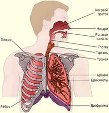 Исследовательская работа на тему Изучение и оценка функциональных проб дыхательной системы у подростков