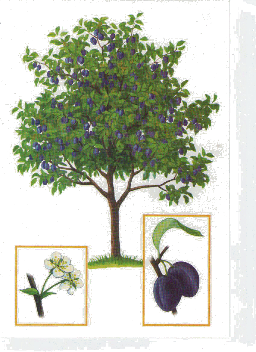 Картинка дерева слива. Фруктовые деревья для детей. Плодовые деревья для дошкольников. Дерево сливы для детей. Слива дерево для дошкольников.