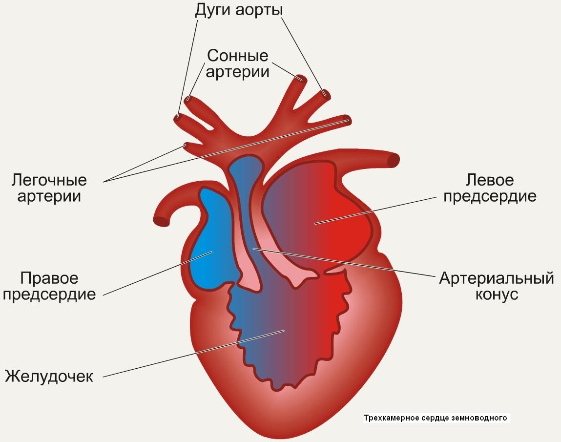 Конспект мероприятия по биологии Сердце, Сердце!
