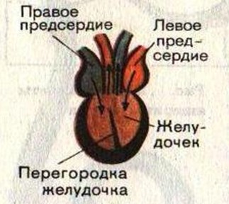 Конспект мероприятия по биологии Сердце, Сердце!
