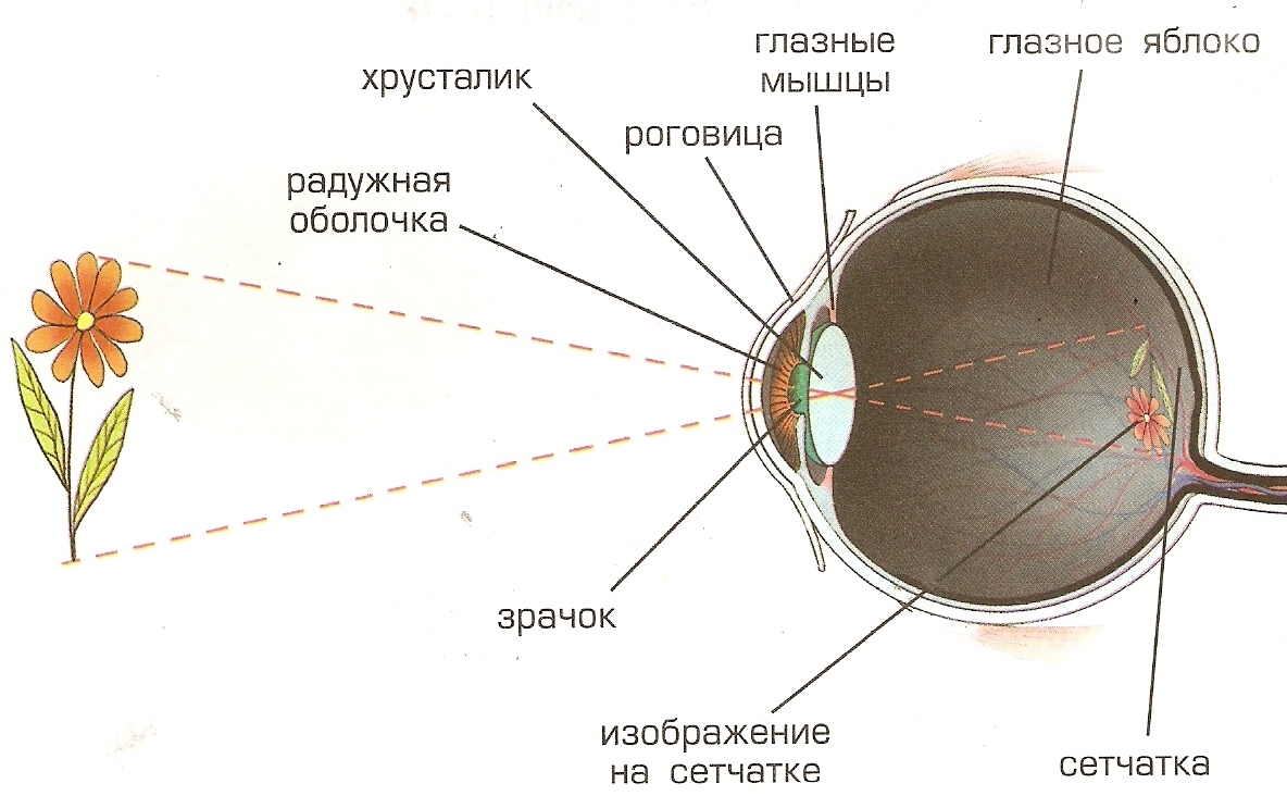 Изображение видимых предметов формируется на а роговице. Строение глаза. Строение человеческого глаза. Строение органа зрения. Как устроен глаз.