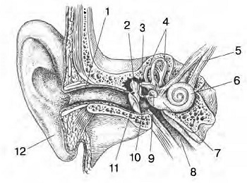 Тест орган слуха 8 класс. Строение органа слуха и вестибулярного аппарата рисунок. Орган слуха и вестибулярный аппарат. Строение органа слуха и вестибулярного аппарата. Строение слуха и вестибулярного аппарата.