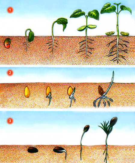 Конспект урока окружающего мира на тему: Размножение и развитие растений (3 класс)