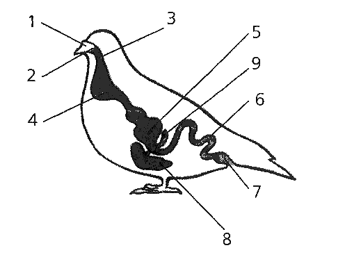 Конспект урока по биологии на тему Происхождение птиц от древних пресмыкающихся. Археоптерикс (7 класс).
