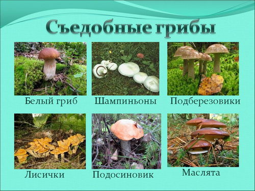 Кейс-урок по окружающему миру на темуВ царстве грибов