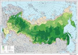 Реферат Леса умеренного пояса России