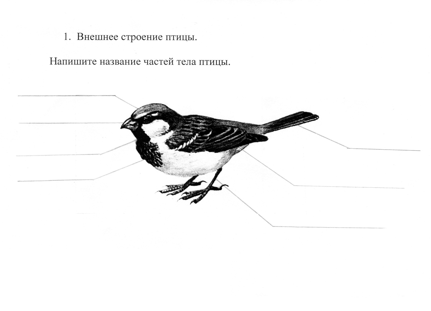 Конспект урока по биологии на тему Птицы леса
