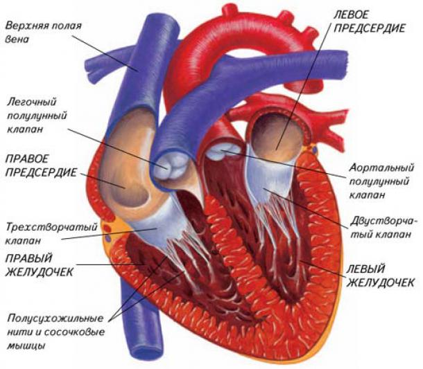 Урок биологии на тему сердечно-сосудистая система
