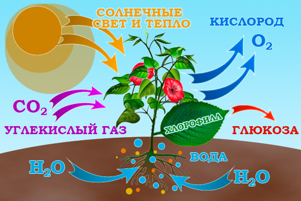 Урок по биологии Процессы жизнедеятельности растительного организма