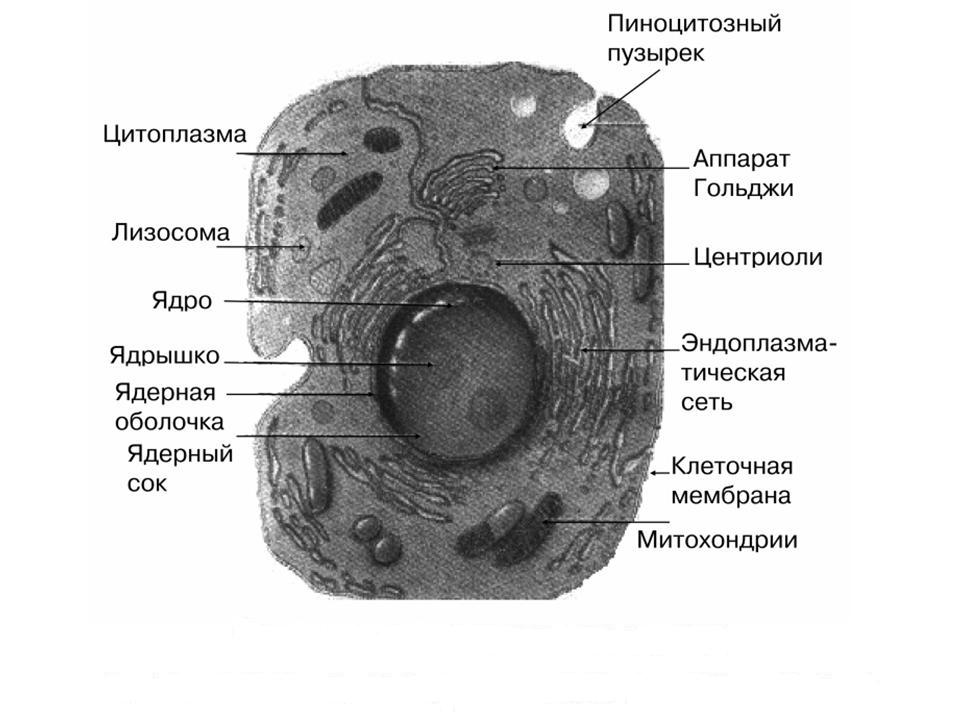 Строение клетки фото. Строение клетки эукариот. Строение эукариотной клетки рисунок. Строение эукариотической клетки животного. Эукариотическая клетка человека строение.