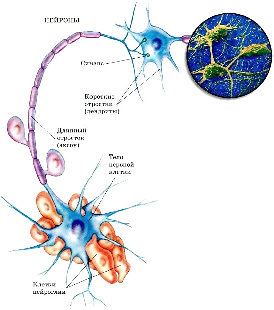 План-конспект урока по биологии на тему Мышечная и нервная ткани (5 класс)