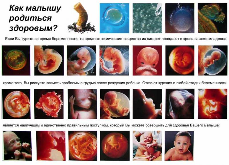 Урок по биологии: Эмбрионга ташки мухитнинг таъсири