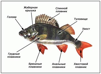 Лабораторная работа №5 «Наблюдение за внешним строением и передвижением рыб»