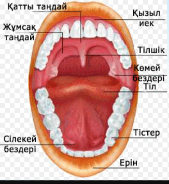 Тістердің құрылысын, қызметтерін және оларды күтудің ережелерін білу