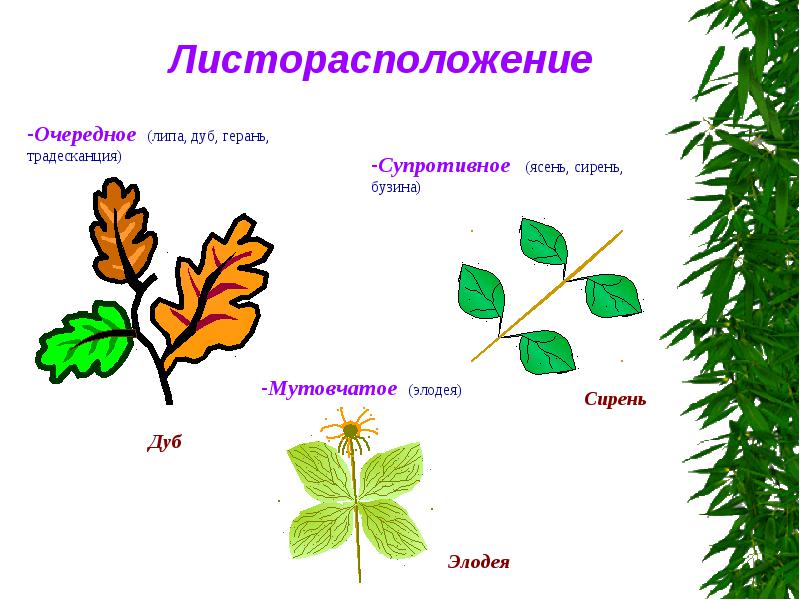 Задания для самостоятельного изучения темы: Вегетативные органы растения. ЛИСТ