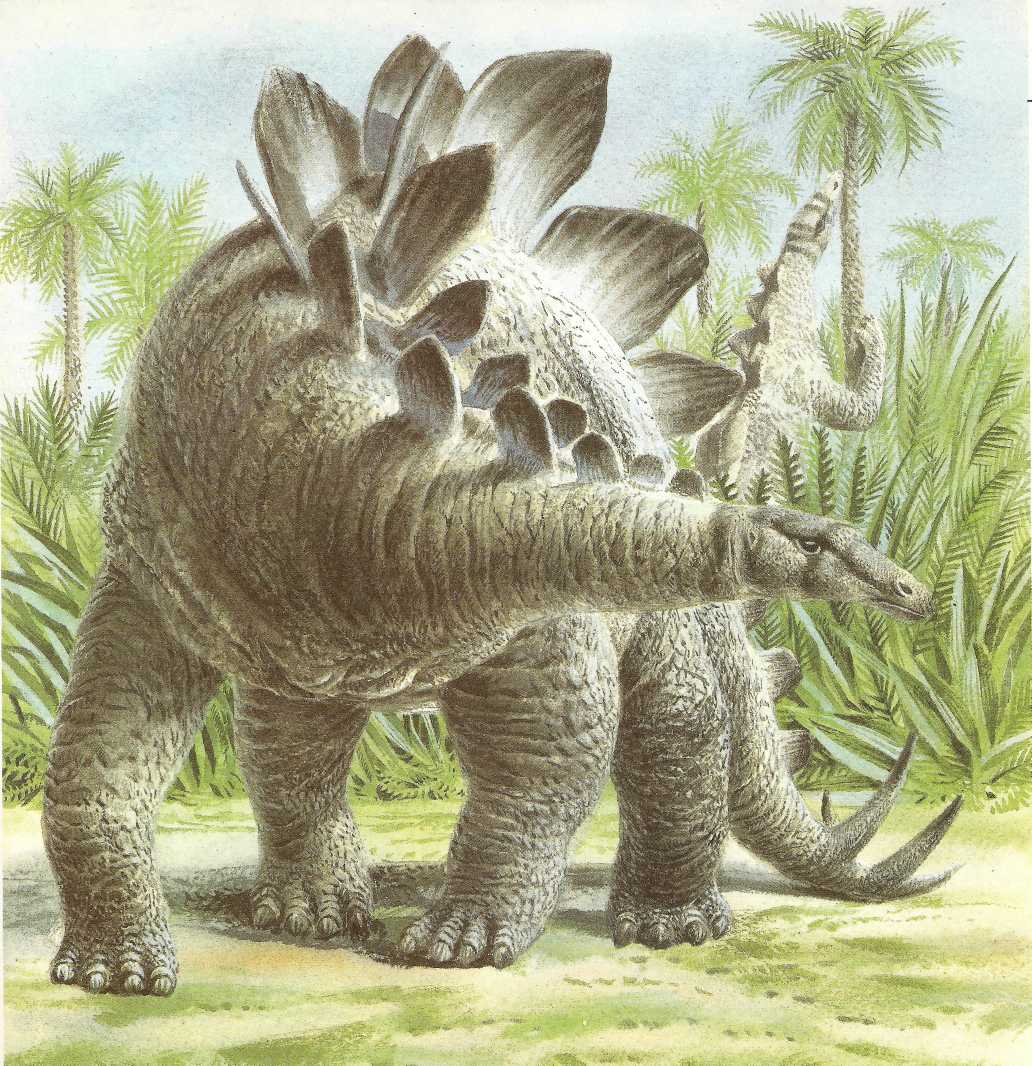 Птицетазовые. Стегозавр арматус. Стегозавр травоядный. Стегозавр динозавр. Травоядные динозавры.