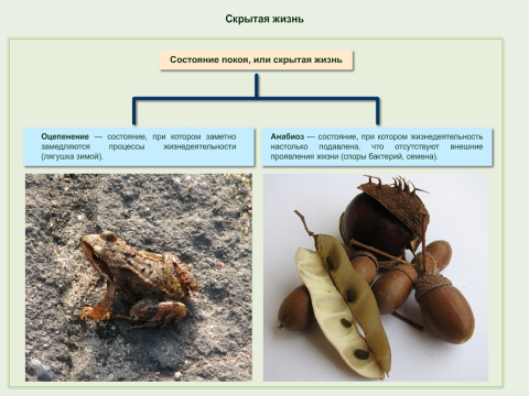 Конспект урока по биологии на тему: Адаптации к среде обитания (9 класс).