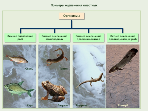 Конспект урока по биологии на тему: Адаптации к среде обитания (9 класс).