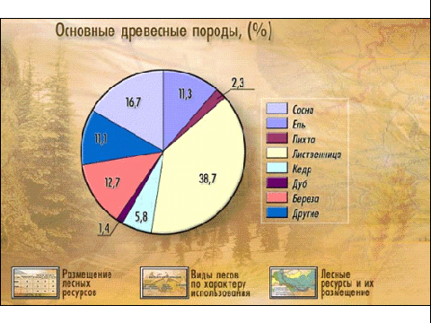 Урок географии в 9 классе Лесной комплекс России