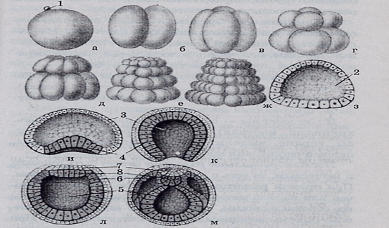 При делении жизненного цикла овощных растений онтогенез. Онтогенез 10 класс биология. Эмбриональный этап онтогенеза растений. Этапы онтогенеза растений. Стадии онтогенеза рисунок.