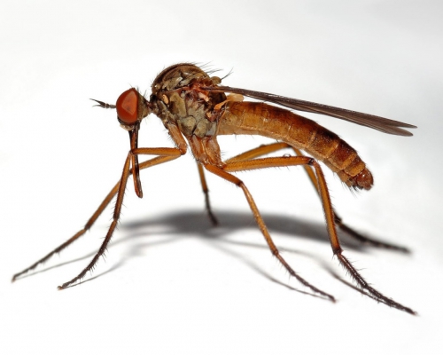 Исследовательская работа на тему: «Почему кусают комары?»