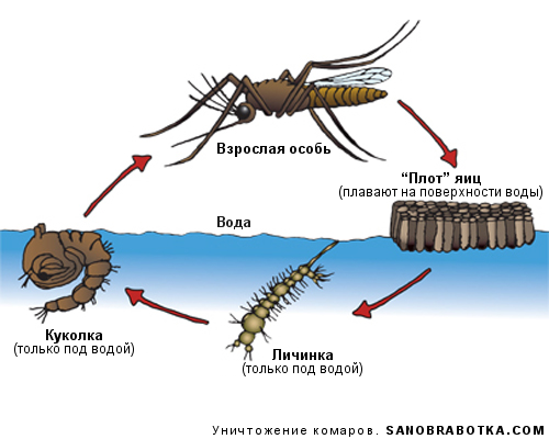 Исследовательская работа на тему: «Почему кусают комары?»