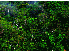 Растительный и животный мир тропических лесов