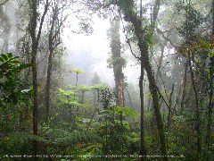 Растительный и животный мир тропических лесов