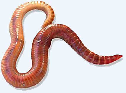 Контрольная работа по биологии 7 класс на тему: Тип Плоские черви, Тип Круглые черви, Тип Кольчатые черви.