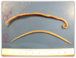 Контрольная работа по биологии 7 класс на тему: Тип Плоские черви, Тип Круглые черви, Тип Кольчатые черви.