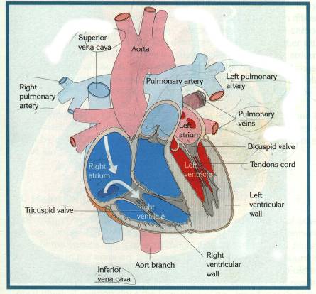 Урок-презентация на тему:Работа сердца.