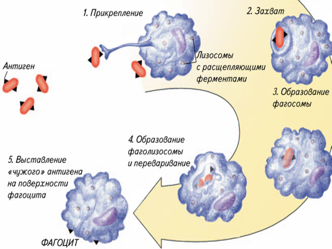 Т лимфоциты фагоцитоз. Фагоцитоз лейкоцитов схема. Фазы фагоцитоза иммунитет схема. Клеточная (фагоцитарная) теория иммунитета. Макрофаги фагоцитоз