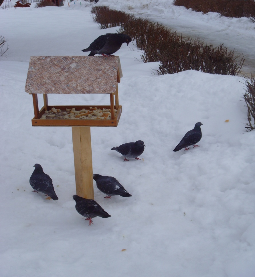 Отчет о проведении природоохранной акции:Накормите птиц зимой
