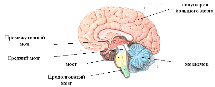 Урок по биологии на тему Головной мозг (8 класс)