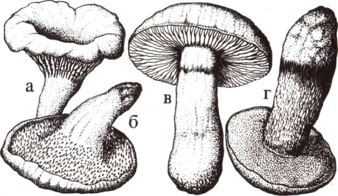 Лабораторная работа по биологии на тему Строение плодовых тел шляпочных грибов (пластинчатых и трубчатых) (7 класс)