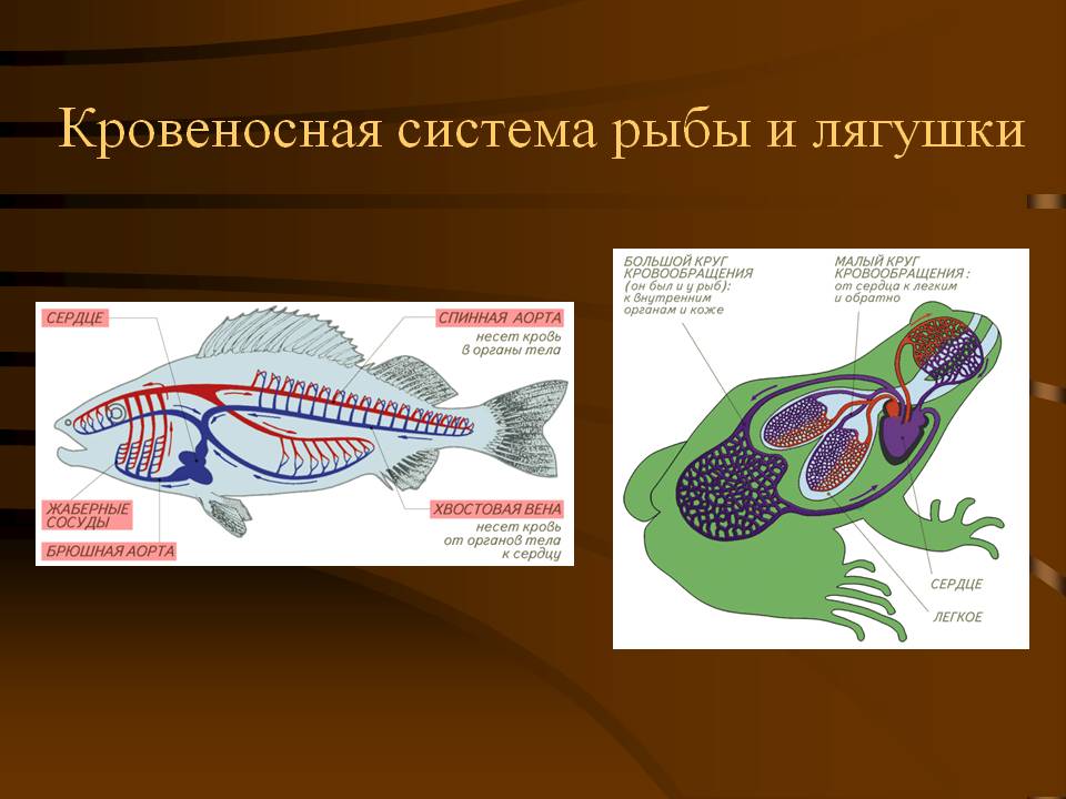 У рыб 1 круг кровообращения. Внутреннее строение лягушки дыхательная система. Кровеносная система позвоночных рыб. Кровеносная система рыб и амфибий. Система рыбы амфибии таблица.