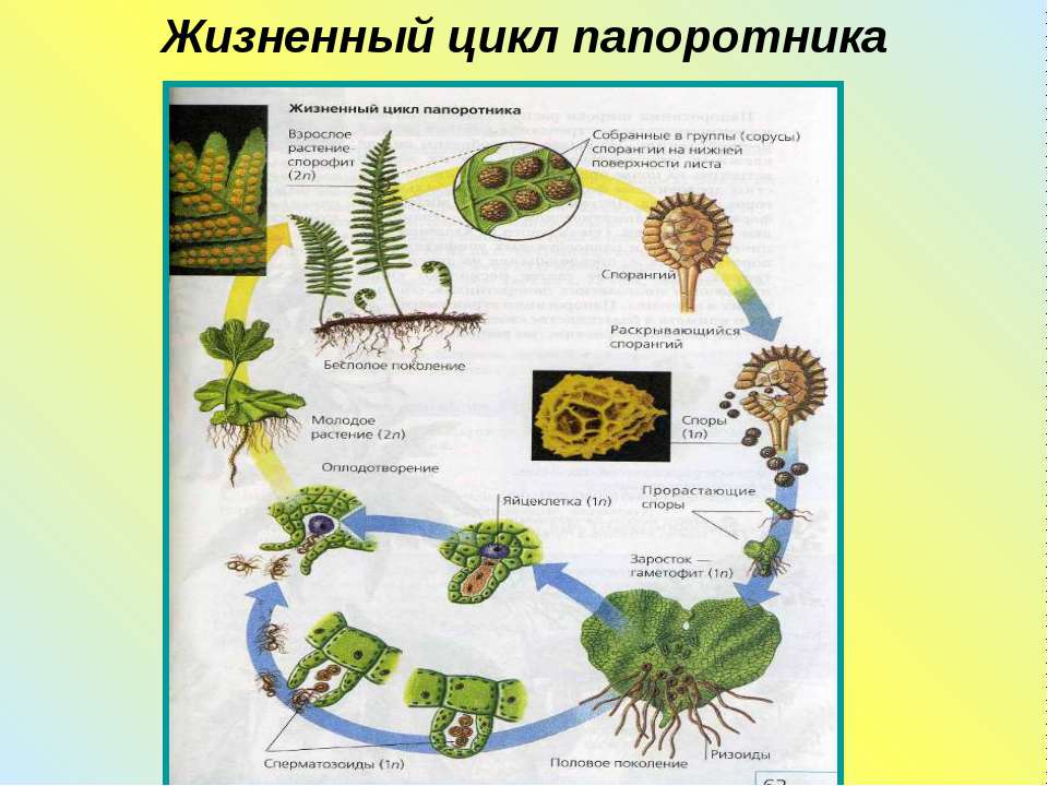 Технологическая карта по биологии на тему Размножение папоротников, роль в природе и практическое значение ( 7 класс)